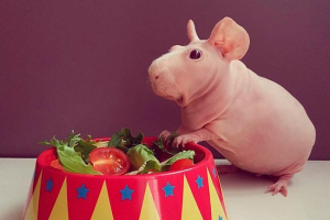 Гінея худий - скільки і як доглядати за ними Гінея худий - скільки і як доглядати за ними